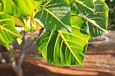 光田康典为《波与月夜之青莲》创作两首音乐